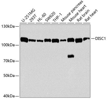 Western blot analysis of extracts of various cell lines using DISC1 Polyclonal Antibody at 1:1000 dilution.