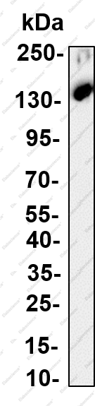 Recombinant SREBP-2 Monoclonal Antibody - 1
