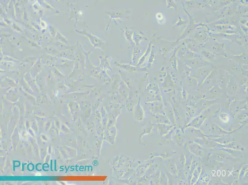 SK-6 Cell Complete Medium - 6
