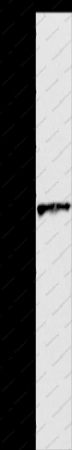 Oct-3 Polyclonal Antibody - 1