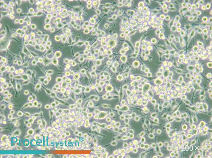 BV2 Cell Complete Medium - small - 4