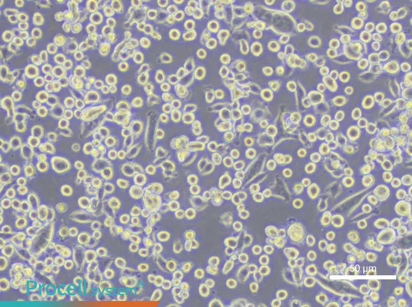 JAWSII Cell Complete MediumJAWSII Cell Complete Medium - 5