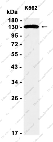 Recombinant EPS15R Monoclonal Antibody - 1