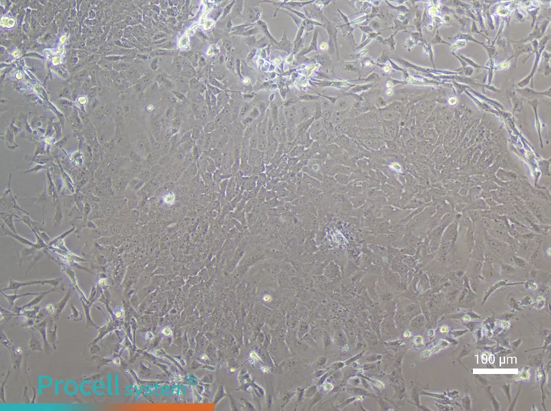 Rat Bladder Transitional Epithelial Cell Complete Medium - 2