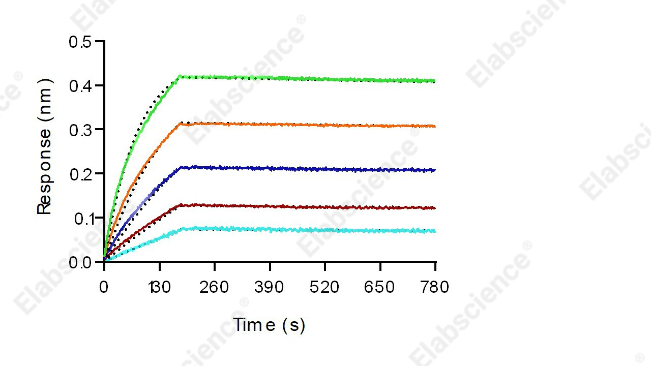 Recombinant Human HER2/ErbB2 Protein (His Tag) - 3