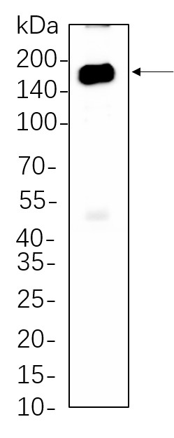 Recombinant HDAC6 Monoclonal Antibody-searchlist-1