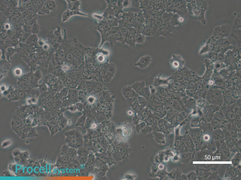 NCI-H1573 Cell Complete Medium - small - 6