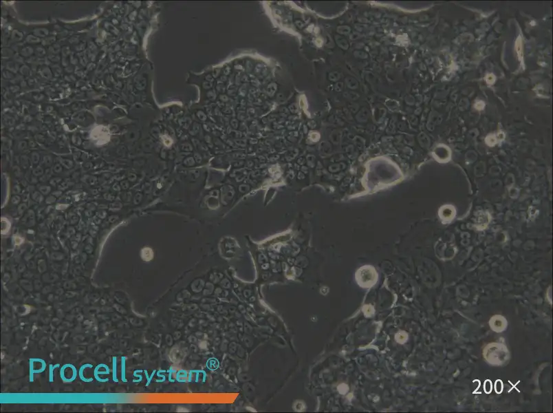 SW1417 Cell Complete Medium - small - 5