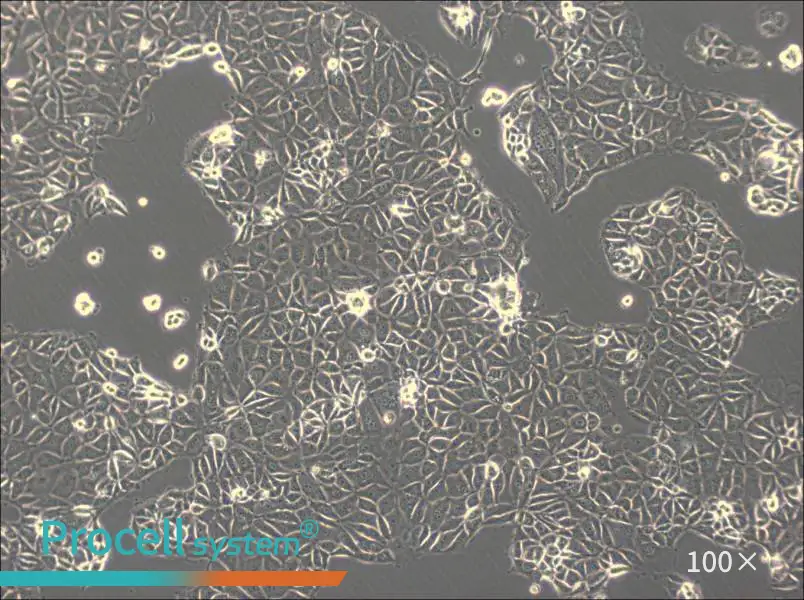 CMT93 Cell Complete MediumCMT93 Cell Complete Medium - 3