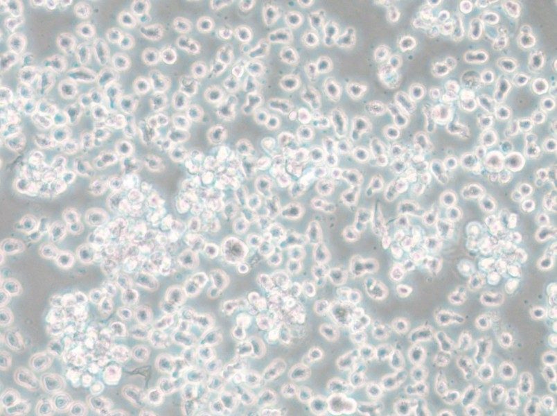 Mono-Mac-6 Cell Complete Medium - 6