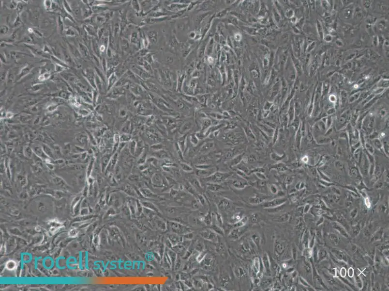 SW1710 (DMEM) Cell Complete Medium - 3