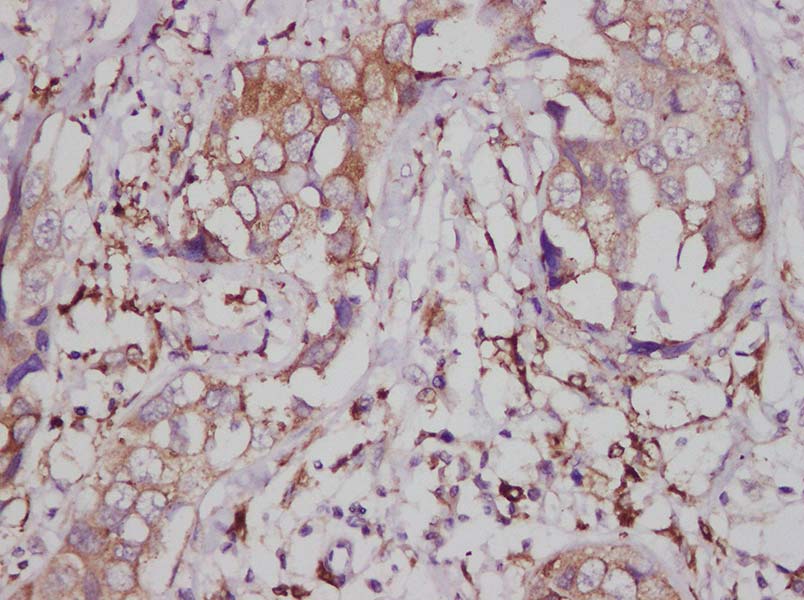 Purified Anti-Mouse CD8a Antibody[53-6.7]-产品推荐-4