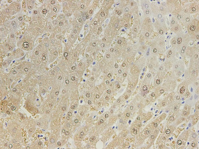AF/LE Purified Anti-Mouse CD4 Antibody[RM4-5]-产品推荐-4