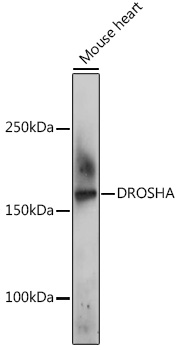 Western blot analysis of extracts of Mouse heart using DROSHA Polyclonal Antibody at 1:500 dilution.