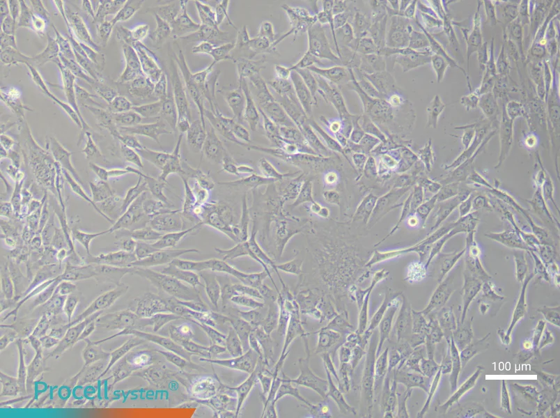 Human Dermal Papilla (Primary cell immortalization) Cell Complete Medium - 3