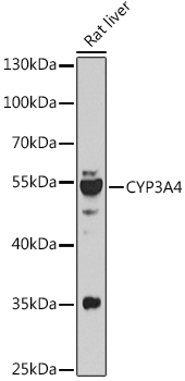 Western blot analysis of extracts of Rat liver using CYP3A4 Polyclonal Antibody at 1:1000 dilution.