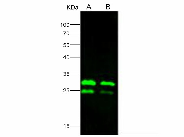 Western Blot analysis of Recombinant EBOV (subtype Zaire, strain H.sapiens-wt/GIN/2014/Kissidougou-C15) VP24 Protein (His Tag)(PKSV030160 with 20ng and 10ng) using Anti-Ebola virus EBOV(subtype Zaire, strain H.sapiens-wt/GIN/2014/Kissidougou-C15) VP24 Polyclonal Antibody at dilution of 1:2000.