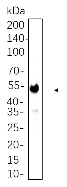 Recombinant CaMKII α Monoclonal Antibody-searchlist-1