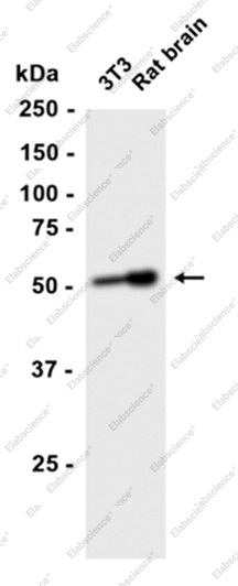 Recombinant SEPT7 Monoclonal Antibody - 3