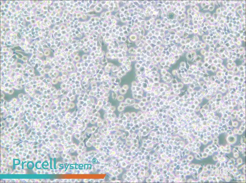 MH-S Cell Complete Medium - 2