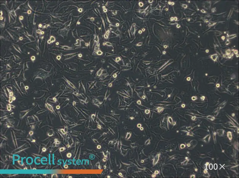 Malme-3M Cell Complete MediumMalme-3M Cell Complete Medium - 2