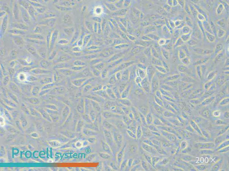 TPC-1 Cell Complete Medium - small - 4