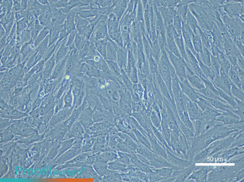 Rabbit Adipose-Derived Stem Cell Complete Medium - 6