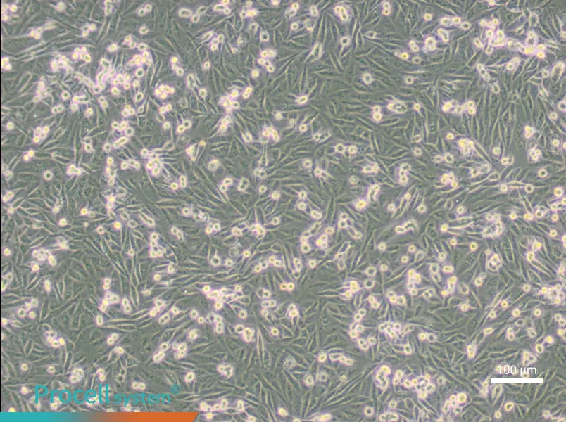 MDA-MB-231-GFPMDA-MB-231-GFP - 3