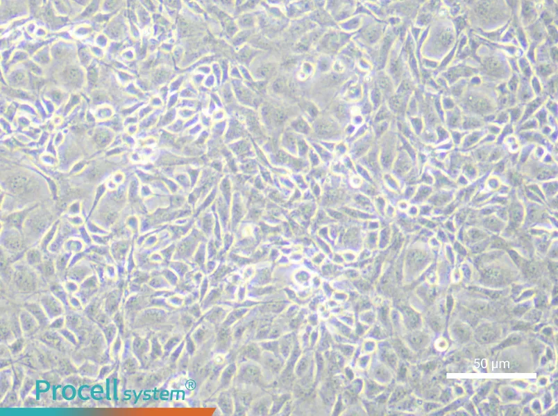 Rat Brain Microvascular Endothelial (Primary cell immortalization) Cell Complete MediumRat Brain Microvascular Endothelial (Primary cell immortalization) Cell Complete Medium - 4