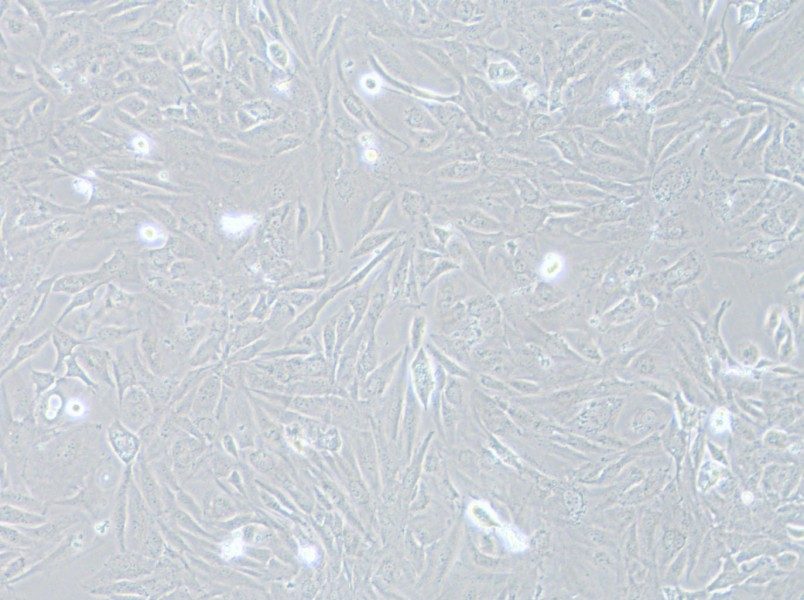 SNU-475 Cell Complete Medium-searchlist-1