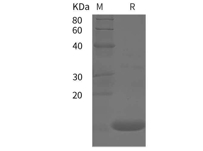 Recombinant Human TNF-α Protein(Gst Tag)-产品推荐-1