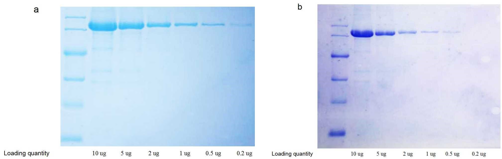 High precision: 200 ng bands can be detected after 10 min of staining, refer to Figure 1a. However it is difficult to detect by conventional staining, refer to Figure 1b.