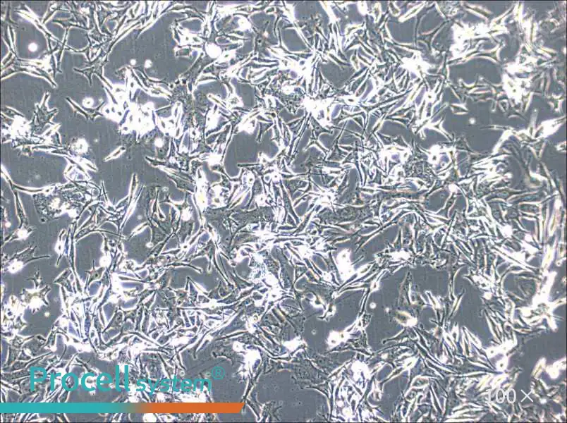 SK-MEL-2 Cell Complete Medium - 1