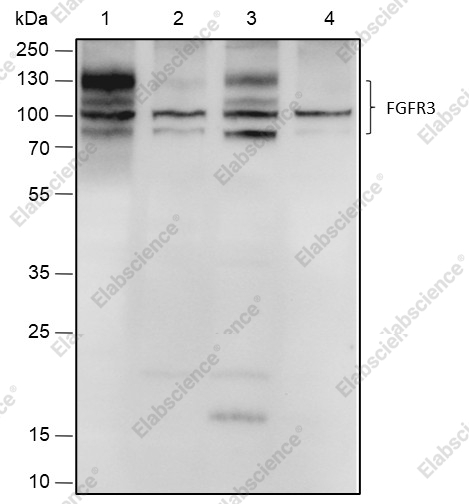 Recombinant FGFR3 Monoclonal Antibody - 1