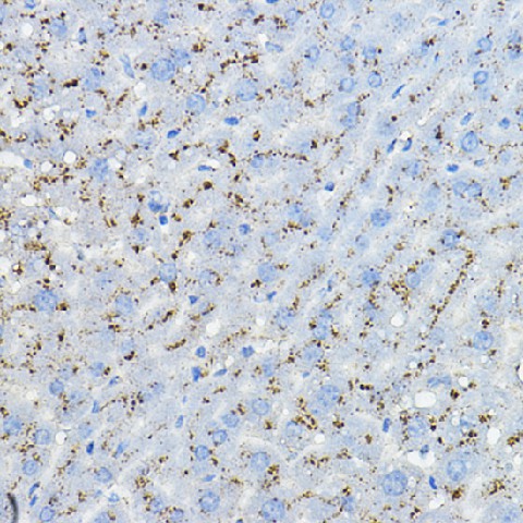 Immunohistochemistry of paraffin-embedded mouse liver using MPC2 Polyclonal Antibody at dilution of 1:100 (40x lens).Perform high pressure antigen retrieval with 10 mM citrate buffer pH 6.0 before commencing with IHC staining protocol.