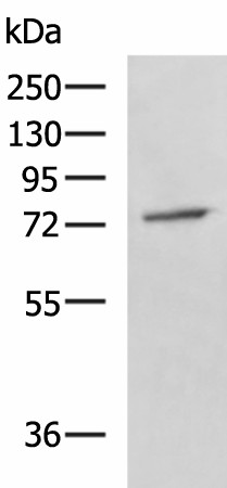 Western blot analysis of A549 cell lysate  using GPCPD1 Polyclonal Antibody at dilution of 1:800