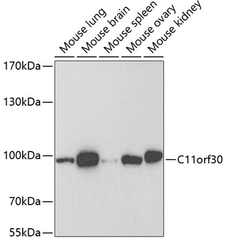 Western blot analysis of extracts of various cell lines using C11orf30 Polyclonal Antibody at dilution of 1:1000.