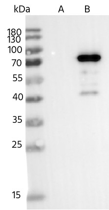 Recombinant Phospho-Tau (Ser202, Thr205) Monoclonal Antibody - small - 3