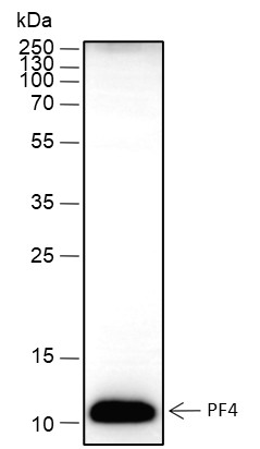 Recombinant PF4 Monoclonal Antibody-searchlist-1