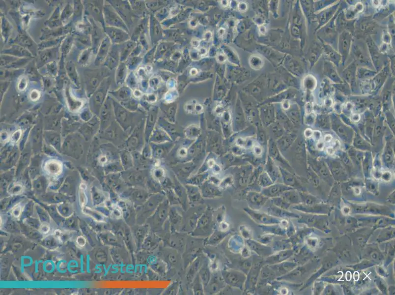 NCI-H1703 Cell Complete Medium - small - 6