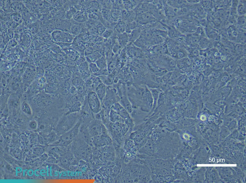 Mouse Embryonic Hepatoblast Complete Medium - 6