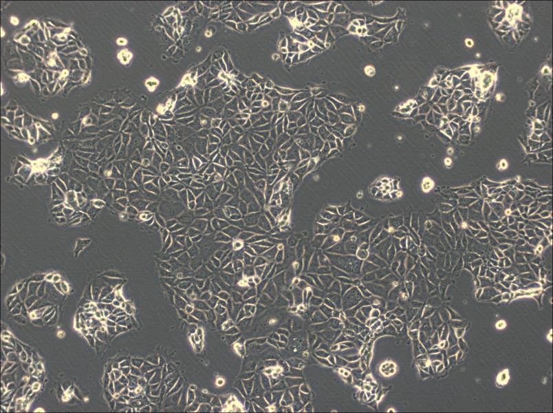 CMT93 Cell Complete Medium-searchlist-1