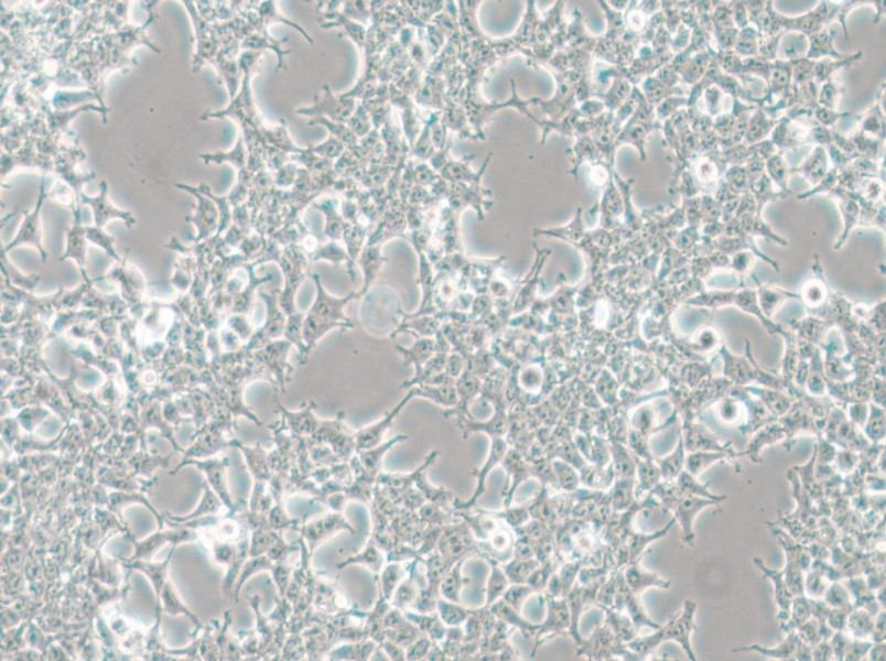 HKb20 Cell Complete Medium - small - 4