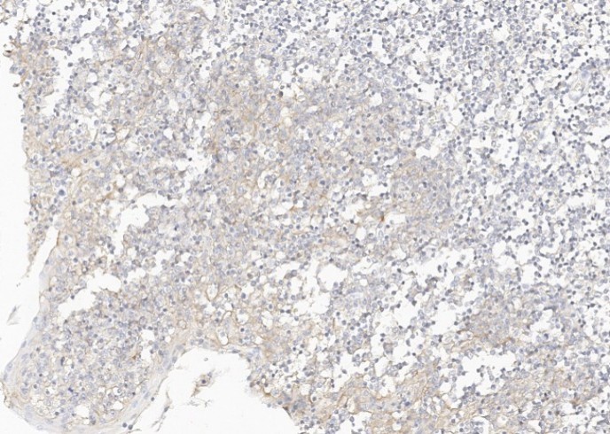 CD47 Monoclonal Antibody - small - 2