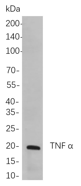 Recombinant TNF α Monoclonal Antibody-searchlist-1