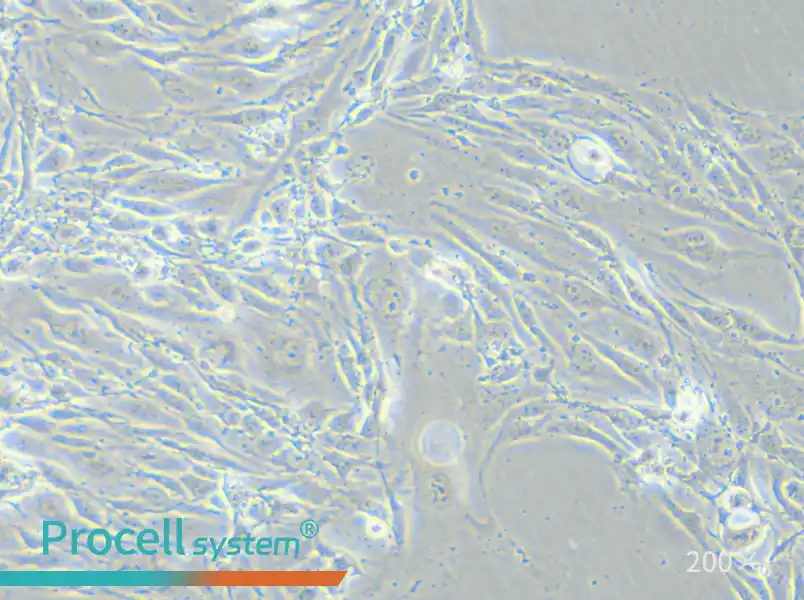 MS1 Cell Complete Medium - small - 5