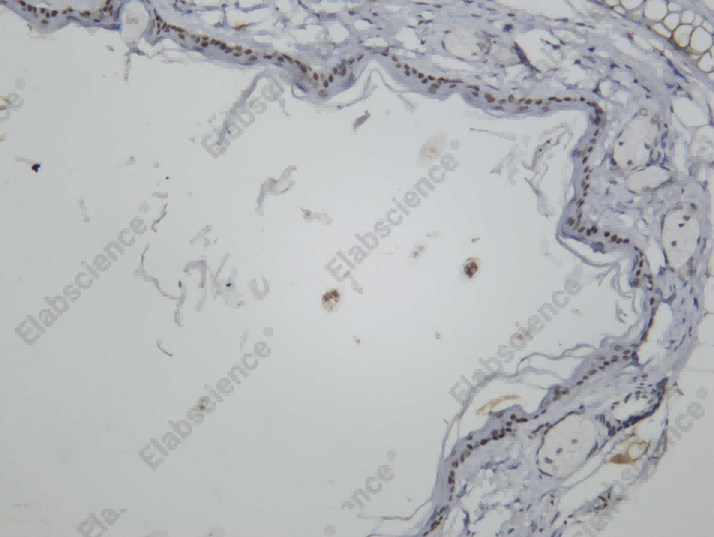 Recombinant Pin1 Monoclonal Antibody - 1