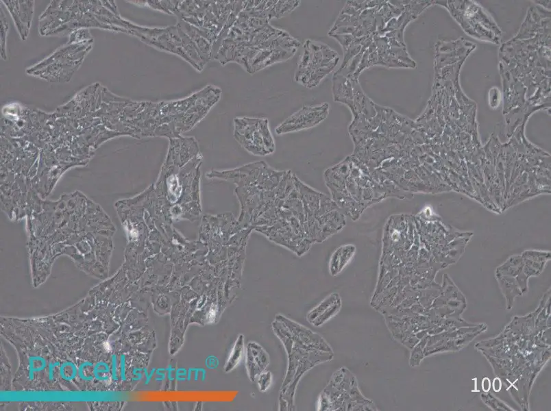 Li-7 Cell Complete MediumLi-7 Cell Complete Medium - 3