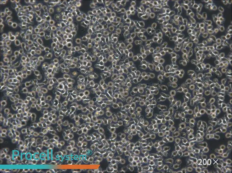 TOLEDO Cell Complete Medium - 6