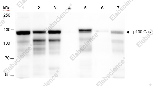 Recombinant p130 Cas Monoclonal Antibody - 1